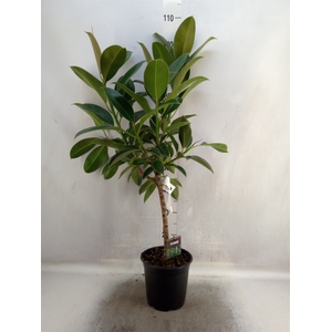 Ficus elastica 'Melany'