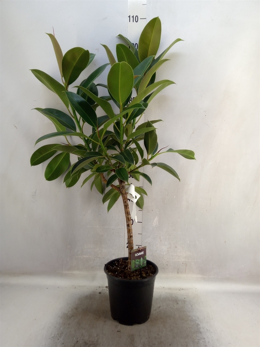 <h4>Ficus elastica 'Melany'</h4>