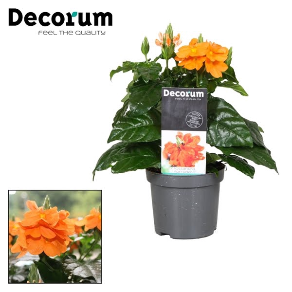 <h4>Crossandra Fortuna 9 cm Decorum</h4>