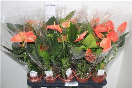 <h4>Anthu An Pr Of Orang 4+</h4>