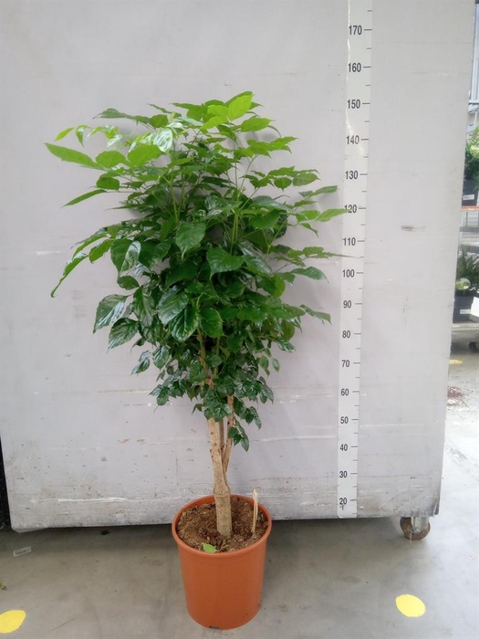 <h4>Radermachera sinica</h4>