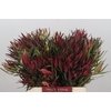 Leucadendron Fireglow Spray