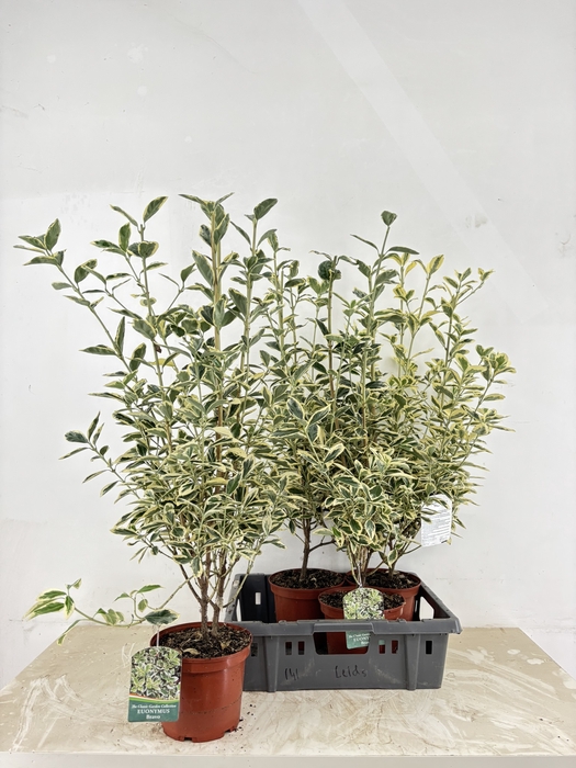 EUONYMUS OV