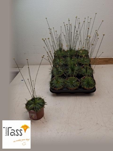 <h4>SYNGONANTHUS MIKADO</h4>