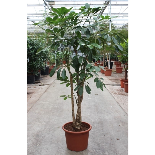 <h4>Schefflera actinophylla 'Amate’</h4>