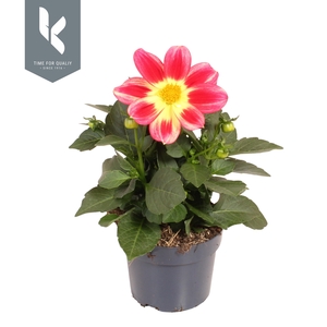 Dahlia Summerbees Red Bicolor