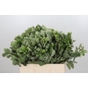 Pittosporum Ilan