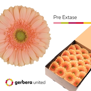 GE GR PRE - EXTASE