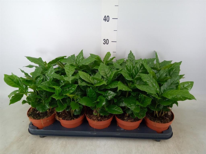 <h4>Coffea arabica</h4>