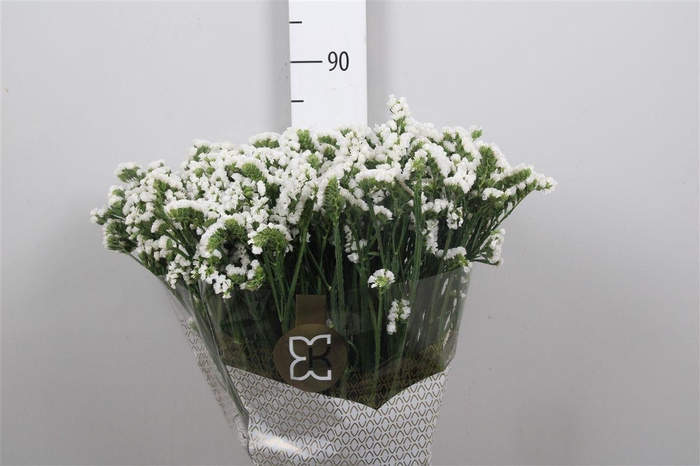 <h4>Lim S Frost Wings</h4>