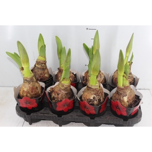 AMARYLLIS P14