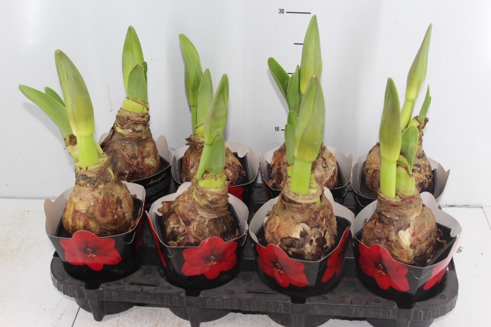 AMARYLLIS P14