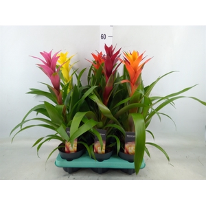 Guzmania   ...mix