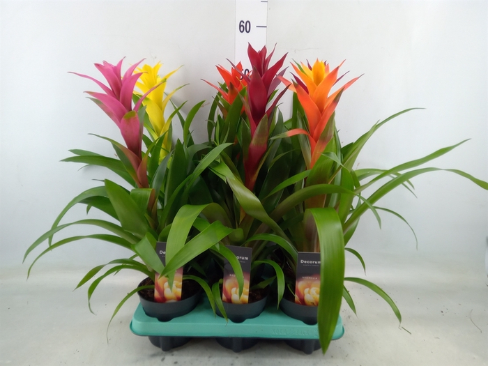 <h4>Guzmania   ...mix</h4>