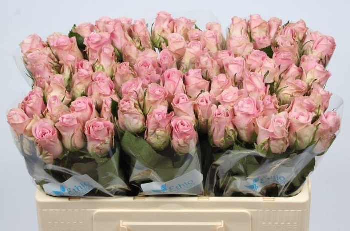 <h4>R GR BISOU@</h4>