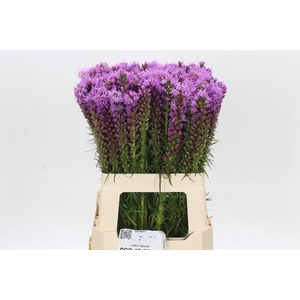 Liatris Spicata