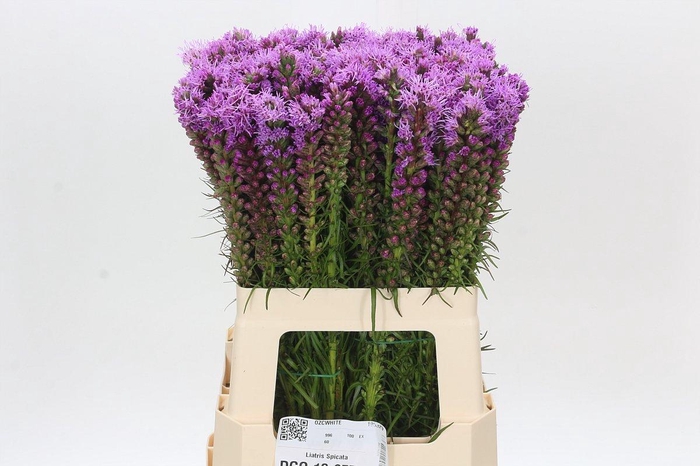 <h4>Liatris Spicata</h4>