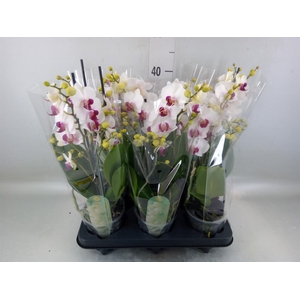 Phalaenopsis multi. 'FC Safe Haven'