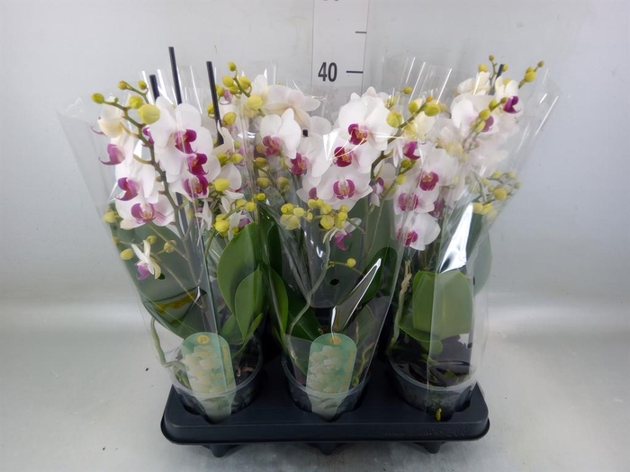<h4>Phalaenopsis multi. 'FC Safe Haven'</h4>