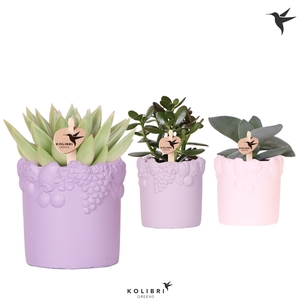 Kolibri Greens Succulenten mix in Fruity pot pink mix