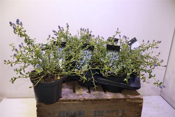 <h4>Cean Th Repens</h4>