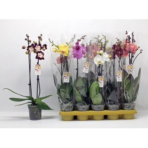 PHAL GEM 10 KL