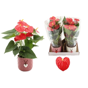 Anthurium 12 cm Esudo in Jolie ceramics