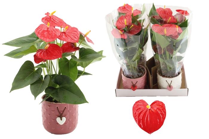 <h4>Anthurium 12 cm Esudo in Jolie ceramics</h4>