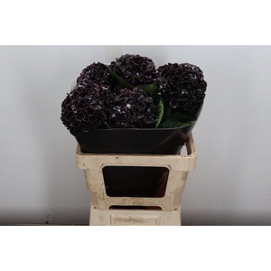 Hydr Wx Black Beaty
