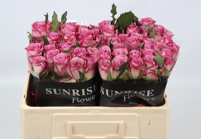 <h4>R GR THRILLER</h4>