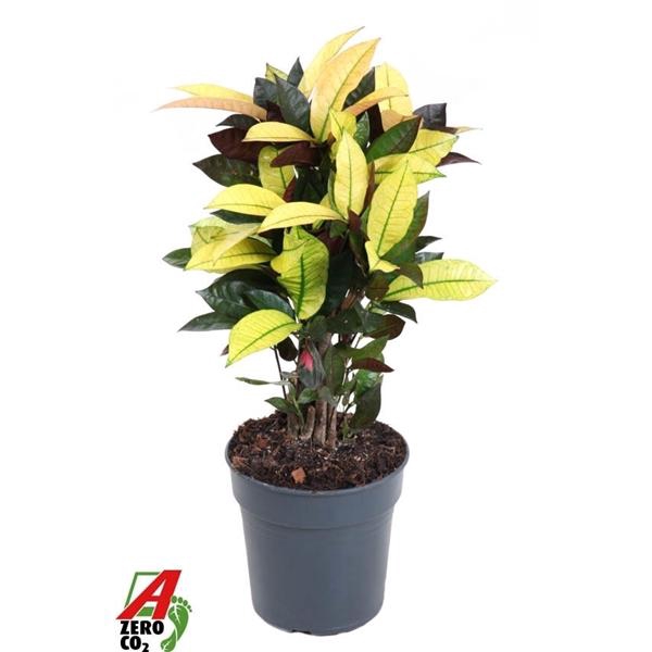 <h4>Codiaeum variegatum kleinbladig 'Mrs Iceton'</h4>
