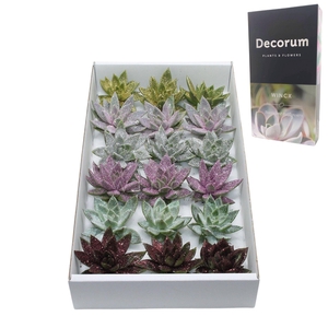 Echeveria Glitter Mix Lovely Christmas Wincx-8cm