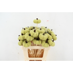 Stick Pumpkin Velvet 8cm Green