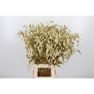 Chasmantium Kl Bh Goud