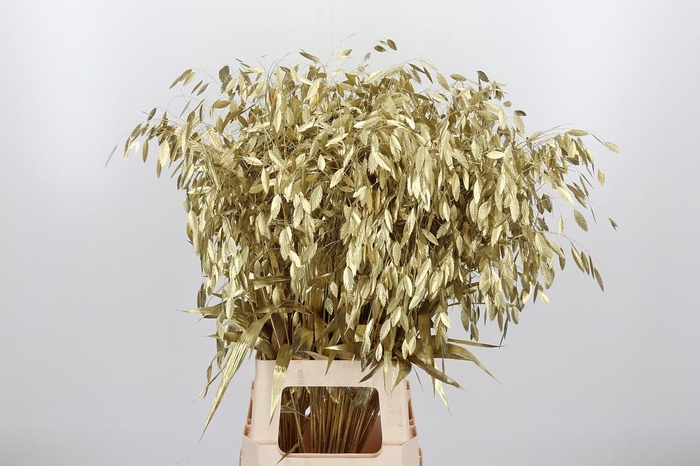 <h4>Chasmantium Kl Bh Goud</h4>