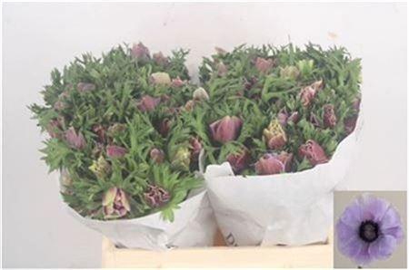 Anemone Mistral Rarity