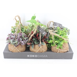 arr3 Kokoplant - Smit collection mix x6