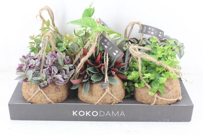 <h4>arr3 Kokoplant - Smit collection mix x6</h4>