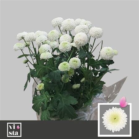 <h4>Chr S Newton</h4>