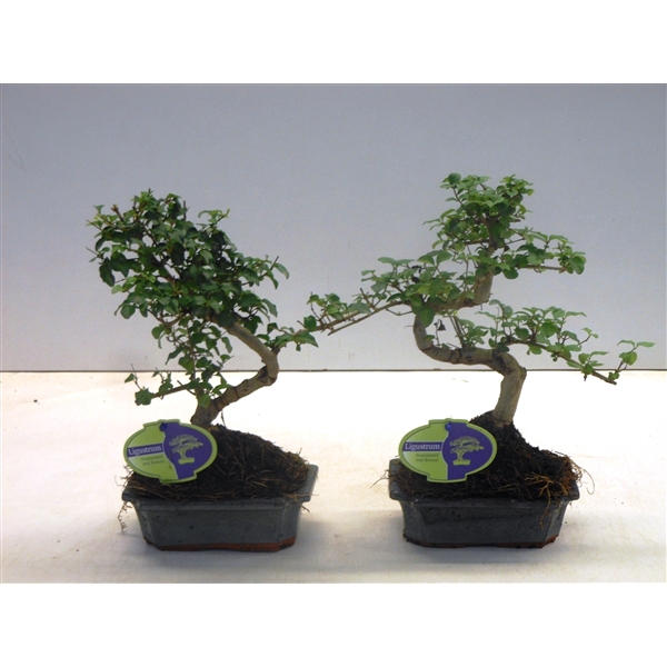 <h4>Ligustrum sinensis, 15cm., shape, without drip tray</h4>