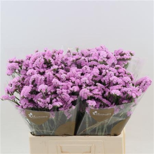 Statice Fantasia Wings