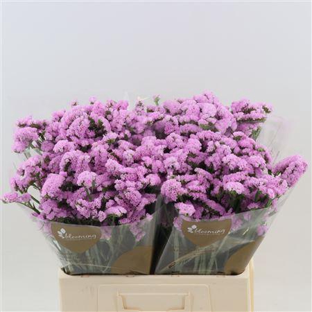 <h4>Statice Fantasia Wings</h4>