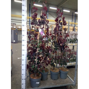 Cercis chinensis