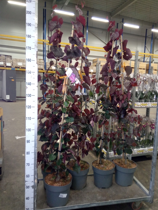 <h4>Cercis chinensis</h4>