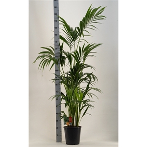 KENTIA - P24 H180 - 8PP (Howea forsteriana)