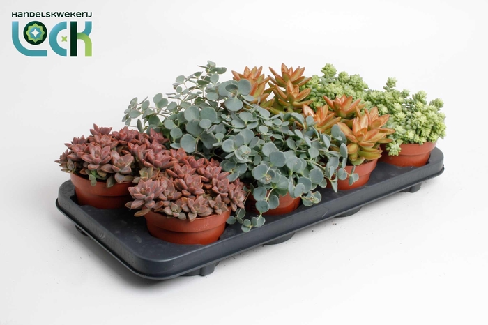 <h4>Sedum Mix</h4>