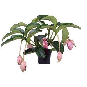 Medinilla Magnifica 2 etage 5 knop