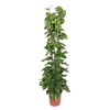 Epipremnum pinnatum Aureum