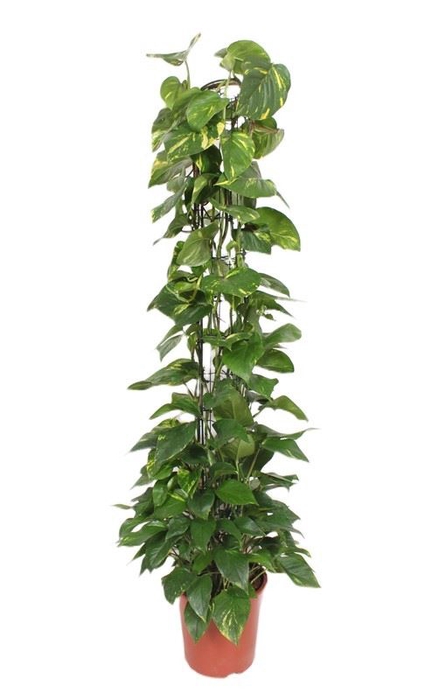 <h4>Epipremnum pinnatum Aureum</h4>