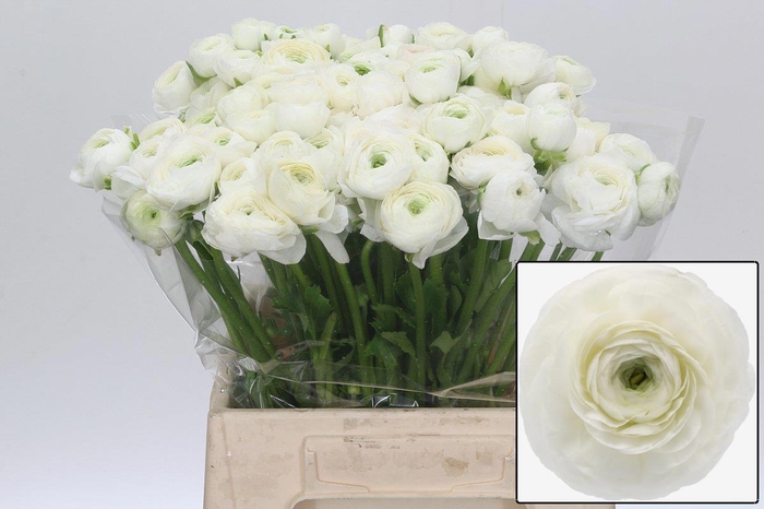 <h4>RAN EL WHITE</h4>